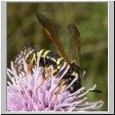 Tenthredo omissa - Blattwespe w03.jpg